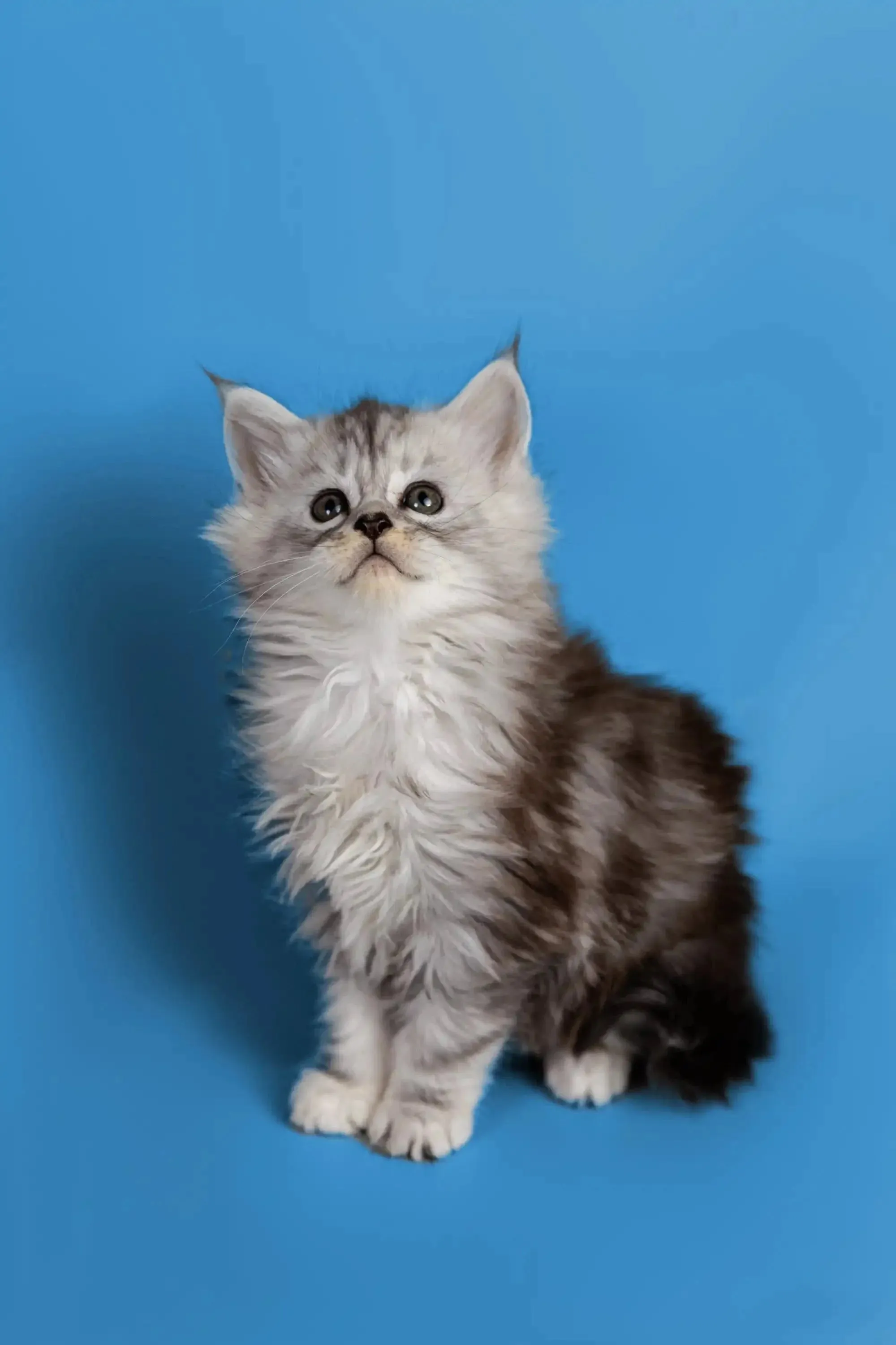 Heyli | Maine Coon Kitten