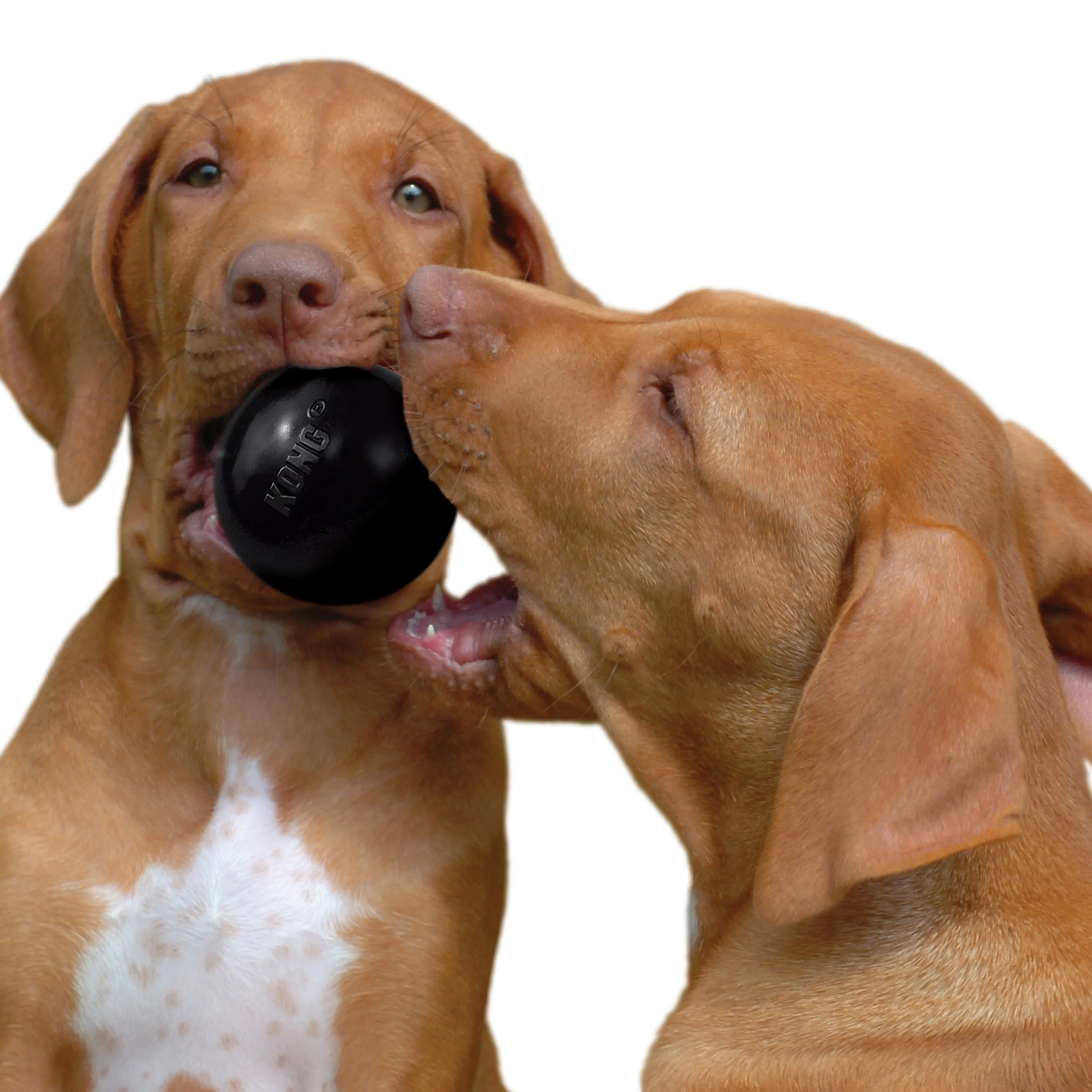 Kong Extreme Ball Dog Toy